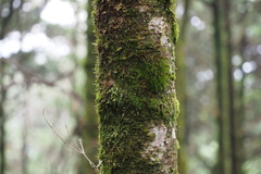 Abies homolepis