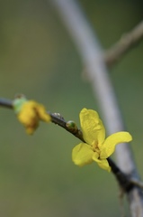 Forsythia ovata