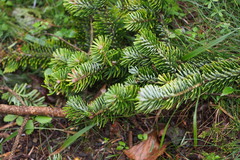 Abies homolepis