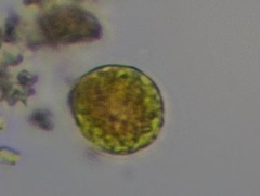 Haematococcus lacustris