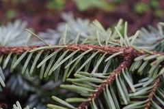 Abies homolepis