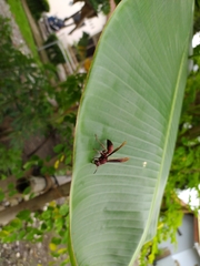 Polistes tenebricosus