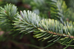 Abies homolepis