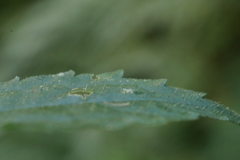Elatostema cyrtandrifolium