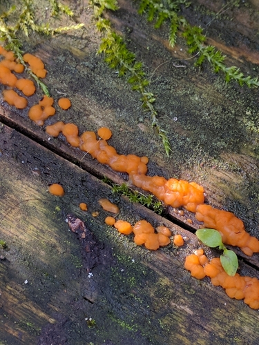 Lašelinis dakrimicis nuotrauka