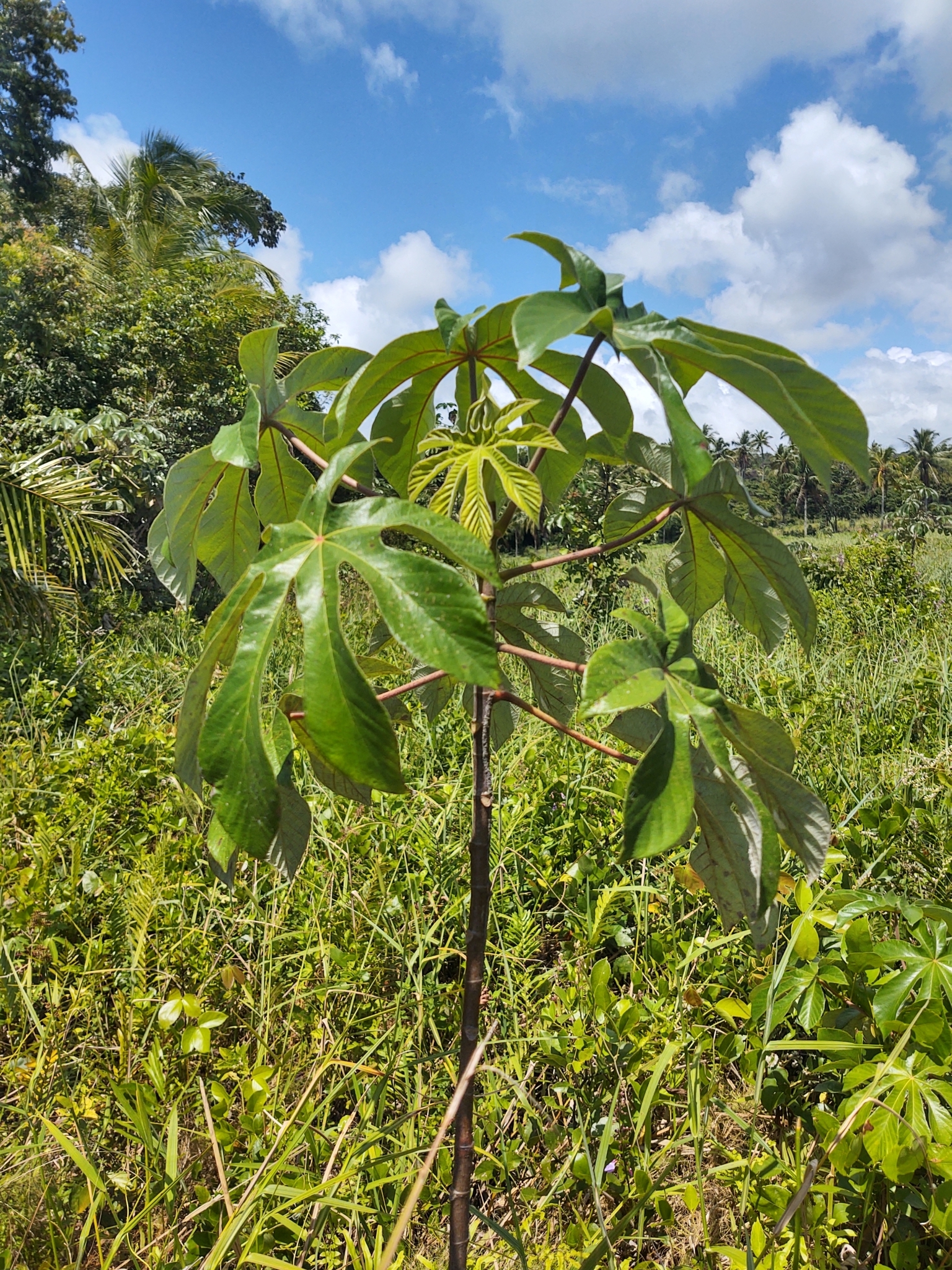 Cecropia pachystachya