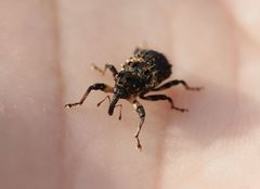 Cryptorhynchus lapathi