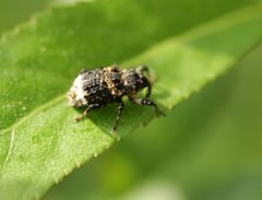 Cryptorhynchus lapathi