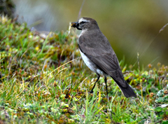 Muscisaxicola alpinus