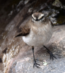 Muscisaxicola alpinus