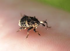 Cryptorhynchus lapathi