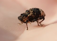 Cryptorhynchus lapathi