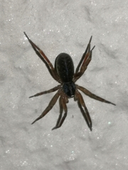 Scotina celans