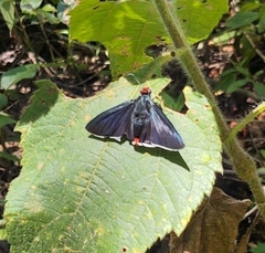 Pyrrhopyge