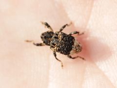 Cryptorhynchus lapathi