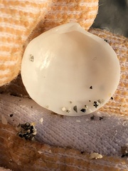 Semele proficua
