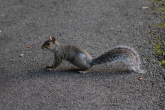 Sciurus carolinensis