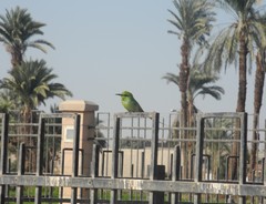 Merops viridissimus