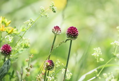 Allium sphaerocephalon
