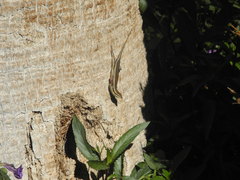 Trachylepis quinquetaeniata