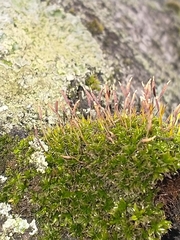 Syntrichia laevipila