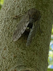 Capcicada decora