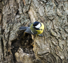 Parus major