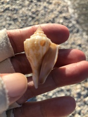 Strombus alatus image