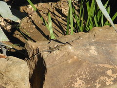 Trachylepis quinquetaeniata