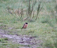 Saxicola rubicola
