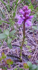 Dactylorhiza maculata maculata