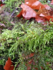 Thamnobryum alopecurum