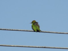 Merops viridissimus