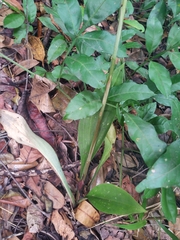 Sarcoglottis acaulis