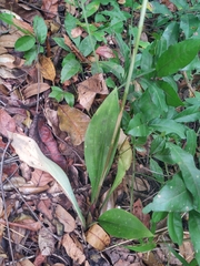 Sarcoglottis acaulis