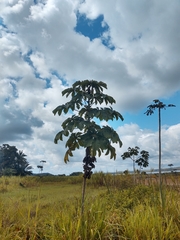 Cecropia palmata