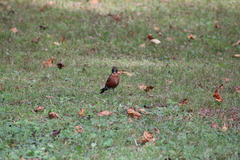 Turdus migratorius
