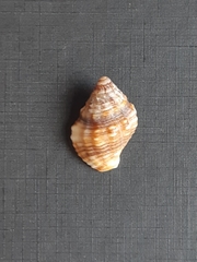 Gemophos auritulus