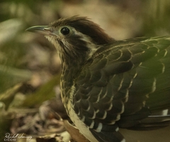 Dromococcyx phasianellus
