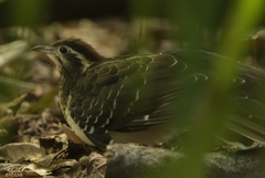 Dromococcyx phasianellus