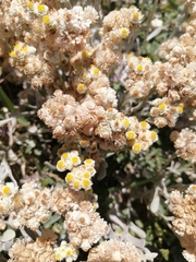 Helichrysum crispum