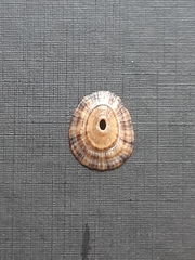 Fissurellidae