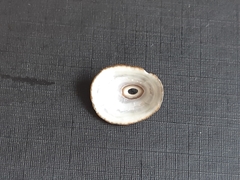 Fissurellidae