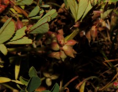 Melilotus messanensis