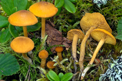 Calocybe naucoria