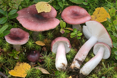 Russula gracillima