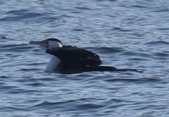 Phalacrocorax varius hypoleucos