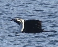 Phalacrocorax varius hypoleucos