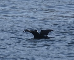 Phalacrocorax varius hypoleucos