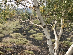 Betula pendula pendula